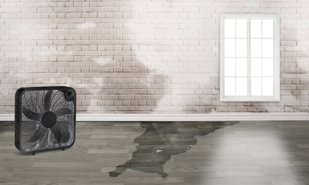 Best Ceiling water damage repair  in Arapahoe, WY